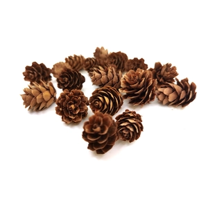 Natural dried mini larch pine cones for DIY crafts and rustic Christmas home decoration