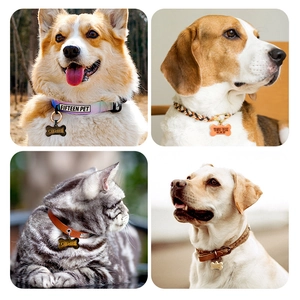 Collage de chiens et chats portant des médailles d'os personnalisées sur divers colliers