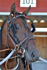 Detailed view of premium leather horse bridle with decorative Chapitre engraved headband