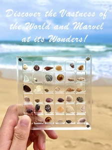 Handheld view of a 30-slot acrylic seashell display box on a sunny beach background