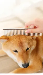 Close-up of a stainless steel grooming comb being used on a dog's thick coat