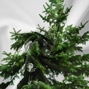 Artistic spiral fold of a lightweight tapestry featuring a realistic green evergreen tree print