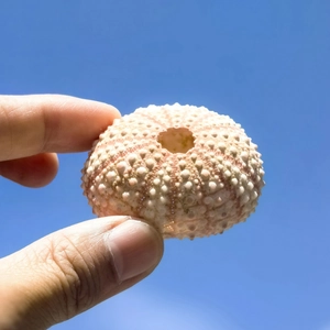Close-up of a natural light pink sea urchin shell held against a bright blue sky