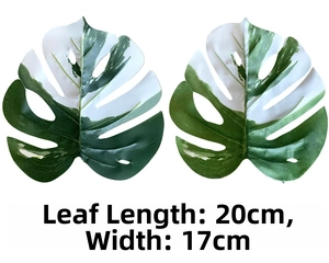 Detailed close-up of a variegated Monstera leaf with white and green patterns