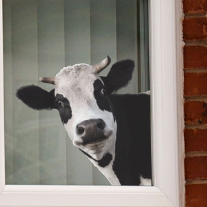 Vivid black and white cow window sticker peering through glass for home wall decoration