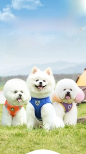 Three-piece set of breathable mesh dog harnesses with reflective strips in outdoor camping scene