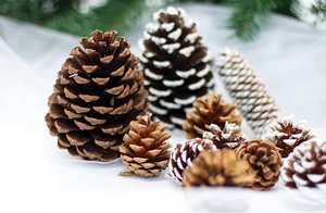 Close-up of natural pine cones with white paint tips for DIY Christmas wreaths and decor
