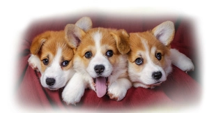 Three adorable Corgi puppies on red background with soft feathered white border effect