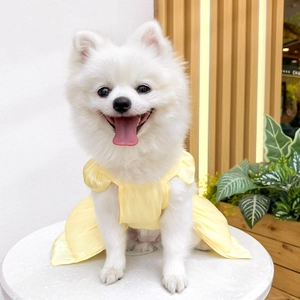 Close-up of yellow silk pet dress with ribbon detail on a small white Pomeranian dog