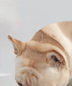 Detail of French Bulldog eating from a silicone slow feeder bowl to prevent choking