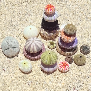 Natural sea urchin shells in various colors and sizes on sand for home decor