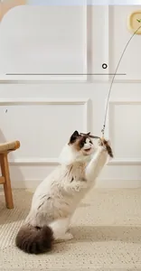 Detailed view of long-haired cat playing with interactive feather wand and bell toy