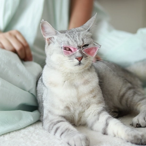 Close-up of a tabby cat wearing pink triangular pet sunglasses for a trendy summer look