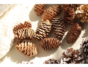 Close-up of natural, gold-coated, and snowy pine cones on a cozy white knitted background
