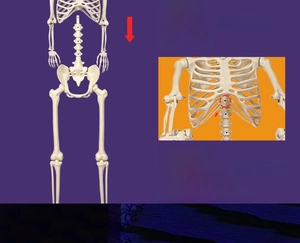 Detailed assembly diagram of a life-size skeleton showing head and torso connection joints