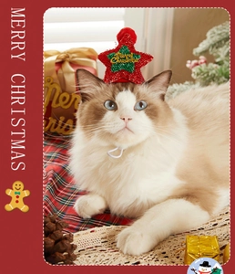 Chapeau de Noël pailleté en forme d'étoile avec texte pour chat sur un chat Ragdoll