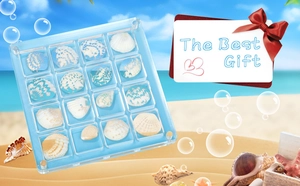 Detail of 16-grid clear acrylic box displaying various natural seashells on beach sand