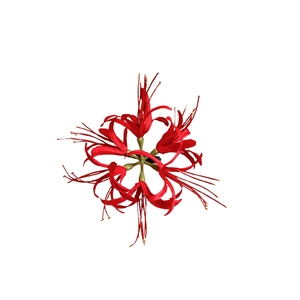 Elegant red spider lily hair clip with silk fabric petals and long stamens for women