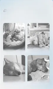 Collage of dogs experiencing discomfort from heat and hard floors in summer season