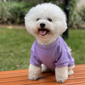 Close-up of a white Bichon wearing a purple pet t-shirt on a wooden bench