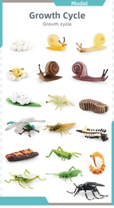 Educational toy set showing life cycle growth stages of insects like snail and dragonfly