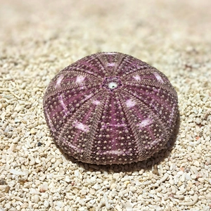 Natural purple and white sea urchin shell specimen for air plant terrarium decor