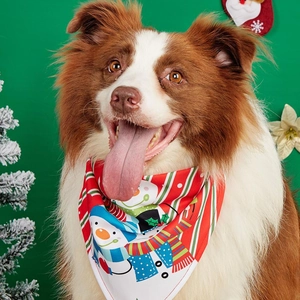 Detailed view of a Border Collie wearing a Christmas pet bandana with snowman patterns