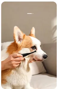 Gros plan d'une brosse à poils bruns nettoyant les taches de larmes autour de l'œil d'un Corgi