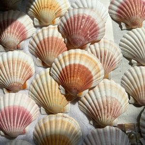 Natural queen scallop shells with pink and orange stripes for home decor and gifts