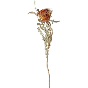 Branche de Leucospermum séchée orange nordique pour décoration de vase de luxe moderne