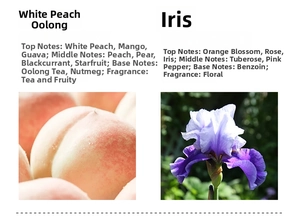 Detailed fragrance profile for White Peach Oolong and Do Son floral scented oil diffusers