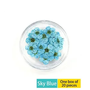 Macro view of 20 pieces of sky blue dried flowers for nail art in a clear plastic case