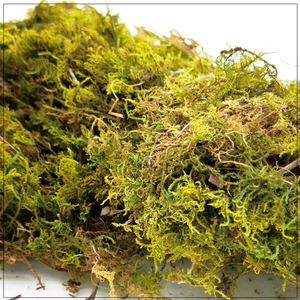 Muschio naturale essiccato per composizioni floreali fai-da-te e decorazioni