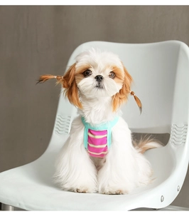 Détail d'un petit chien blanc portant un gilet en coton rayé coloré sur une chaise moderne