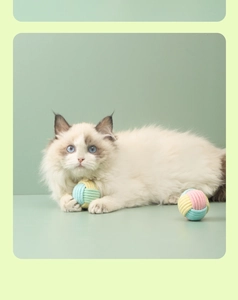 Ragdoll cat playing with macaron colored catnip cotton rope balls on green background