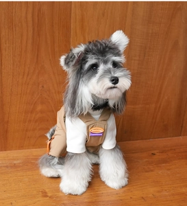 Nahaufnahme eines Schnauzers in brauner Haustier-Latzhose mit weißem T-Shirt auf Holz