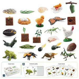 Life Cycle Simulation Models Plastic Animal Plant Growth Educational Learning Cards Montessori Toy Kids Toddler