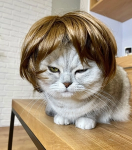 Funny golden brown pet wig with middle part on a cat for cosplay and decorative fun