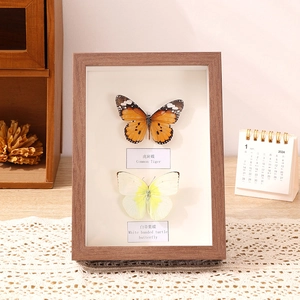 A4 deep wood frame with real Tiger and White Banded butterfly specimens on a lace tablecloth