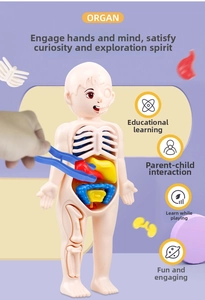 Detailed view of removable internal organs and ribs in a human anatomy model for kids