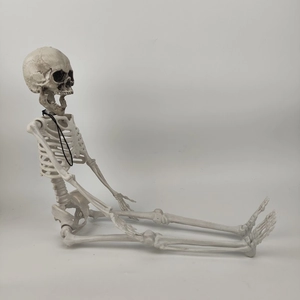 Detailed view of sitting plastic human skeleton model for Halloween prop decorations