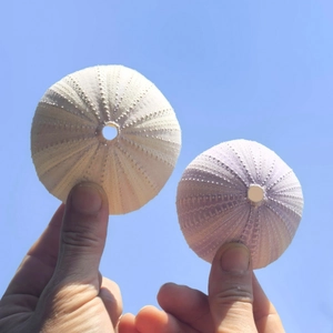 Close-up of white and purple natural sea urchin shells held against a clear blue sky background