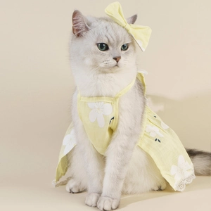 Close-up of cat wearing a yellow floral cotton summer dress with a matching bow headband