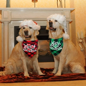 Golden Retrievers wearing plaid dog bandanas and Christmas hats by a cozy fireplace