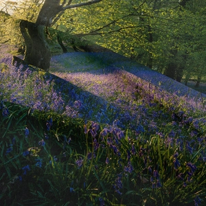 Nordic wall hanging tapestry featuring a forest bluebell landscape with morning sunlight