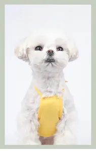 Detail of yellow cotton dog apron with cute print for summer belly protection