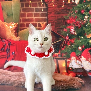 Detailed knitted Christmas pet collar with festive red and white patterns and soft pom poms