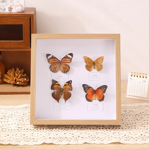 Handmade butterfly specimen display in A4 light wood frame with species labels