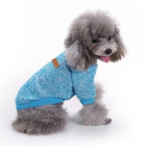 Nahaufnahme eines kleinen Hundes in einem blauen Strickpullover mit Classic-Lederpatch