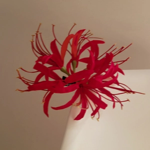 Detailed close-up of vibrant red Lycoris Radiata hair clip with intricate silk petals